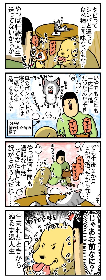 タビの優雅な猫感すごいけど奴もまた捨て猫だった : まめきちまめこ 