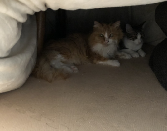 奮発して少し高めのこたつ布団買ったんや・・・＾＾ : まめきちまめこ 