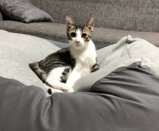 猫のしつけ用のスプレーでビーズクッションを守るゾ まめきちまめこニートの日常 Powered By ライブドアブログ 猫のしつけ用のスプレーでビーズクッションを守るゾ まめきちまめこニートの日常 Powered By ライブドアブログ