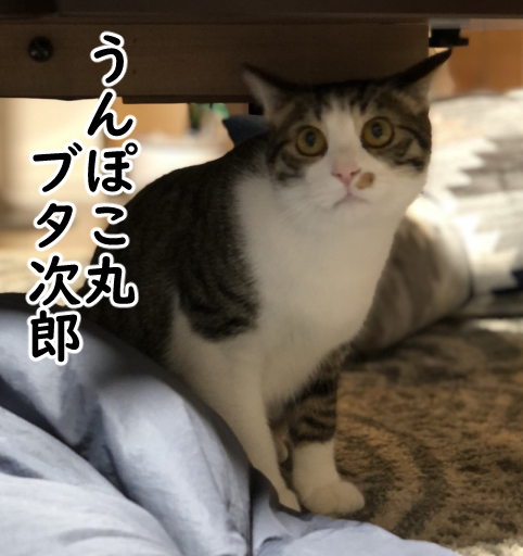 誰の名を呼んでもかけつける猫 まめきちまめこニートの日常 Powered By ライブドアブログ 誰の名を呼んでもかけつける猫 まめきちまめこニートの日常 Powered By ライブドアブログ