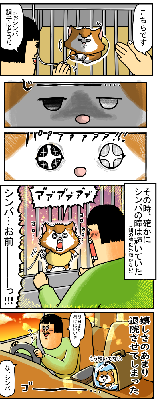 シンバが２日入院したからお見舞いに行った結果 まめきちまめこニートの日常 Powered By ライブドアブログ