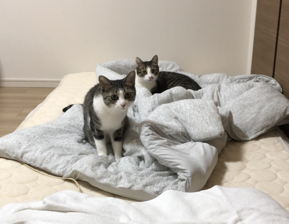 掛け布団買ったら猫を惹きつける謎の魔力がある布団だった まめきちまめこニートの日常 Powered By ライブドアブログ 掛け布団買ったら猫を惹きつける謎の魔力がある布団だった まめきちまめこニートの日常 Powered By ライブドアブログ