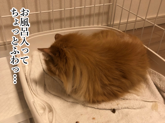 捨て猫4-4