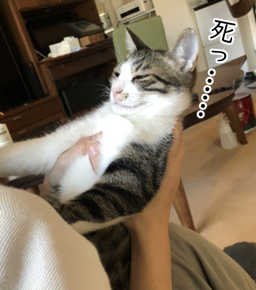 猫の怒り方にはそれぞれ個性がある まめきちまめこニートの日常 Powered By ライブドアブログ