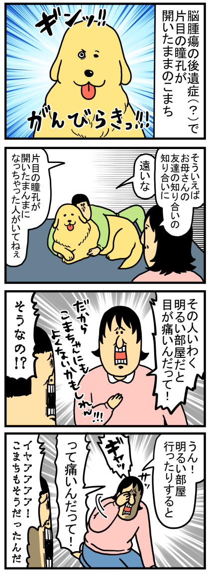 病気のせいで瞳孔が開いたままになった犬に気を使った結果 まめきちまめこニートの日常 Powered By ライブドアブログ 病気のせいで瞳孔が開いたままになった犬に気を使った結果 まめきちまめこニートの日常 Powered By ライブドアブログ