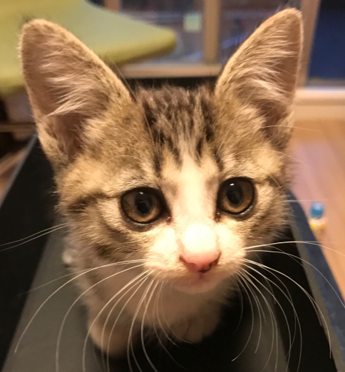 タビの優雅な猫感すごいけど奴もまた捨て猫だった : まめきちまめこ 