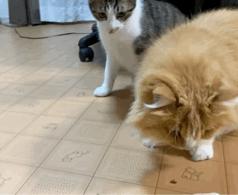 この世で最も食にうるさいソムリエ猫 : まめきちまめこニートの日常