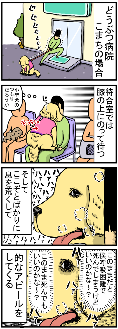 こまちがどうぶつ病院に行った時の様子 まめきちまめこニートの日常 Powered By ライブドアブログ