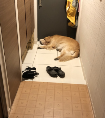 病気のせいで瞳孔が開いたままになった犬に気を使った結果 まめきちまめこニートの日常 Powered By ライブドアブログ 病気のせいで瞳孔が開いたままになった犬に気を使った結果 まめきちまめこニートの日常 Powered By ライブドアブログ