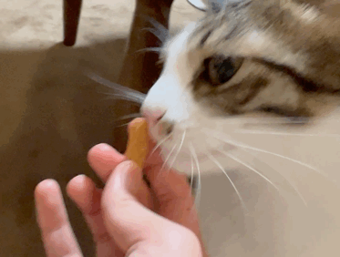 歯磨きおやつ 噛まずに飲みたいタイプの猫 まめきちまめこニートの日常 Powered By ライブドアブログ