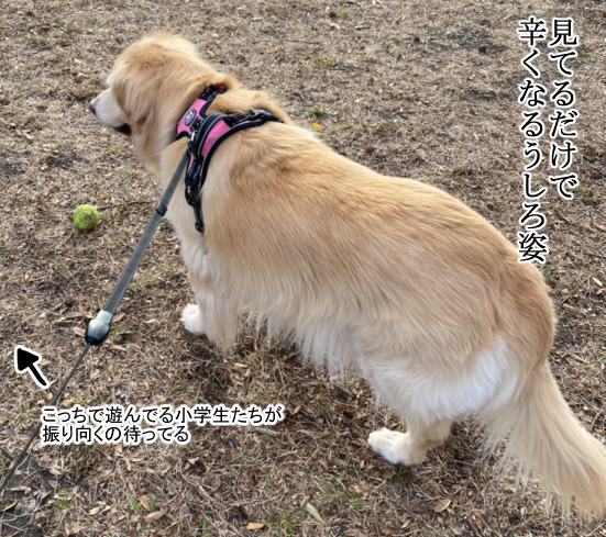 公園の子供たちが自分に飽きてしまったことを悟った犬 まめきちまめこニートの日常 Powered By ライブドアブログ