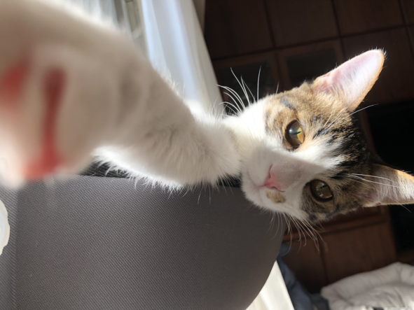 ヤンチャだけど根が優しい猫 まめきちまめこニートの日常 Powered By ライブドアブログ