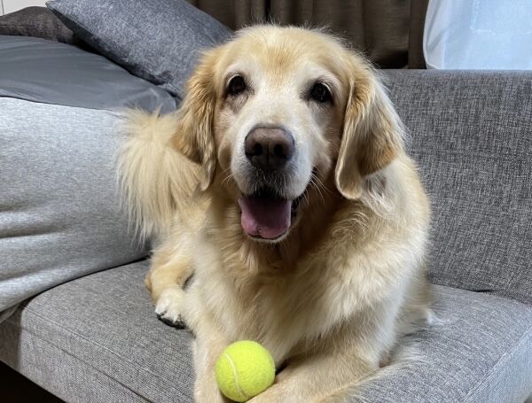 こまちゃ ん まめきちまめこニートの日常 Powered By ライブドアブログ