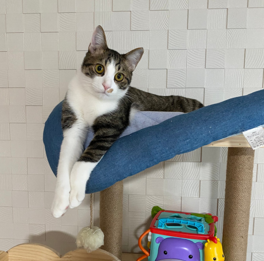 めったに怒らない猫が怒るのは体の自由を縛られた時 まめきちまめこニートの日常 Powered By ライブドアブログ