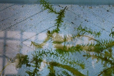 P1100868