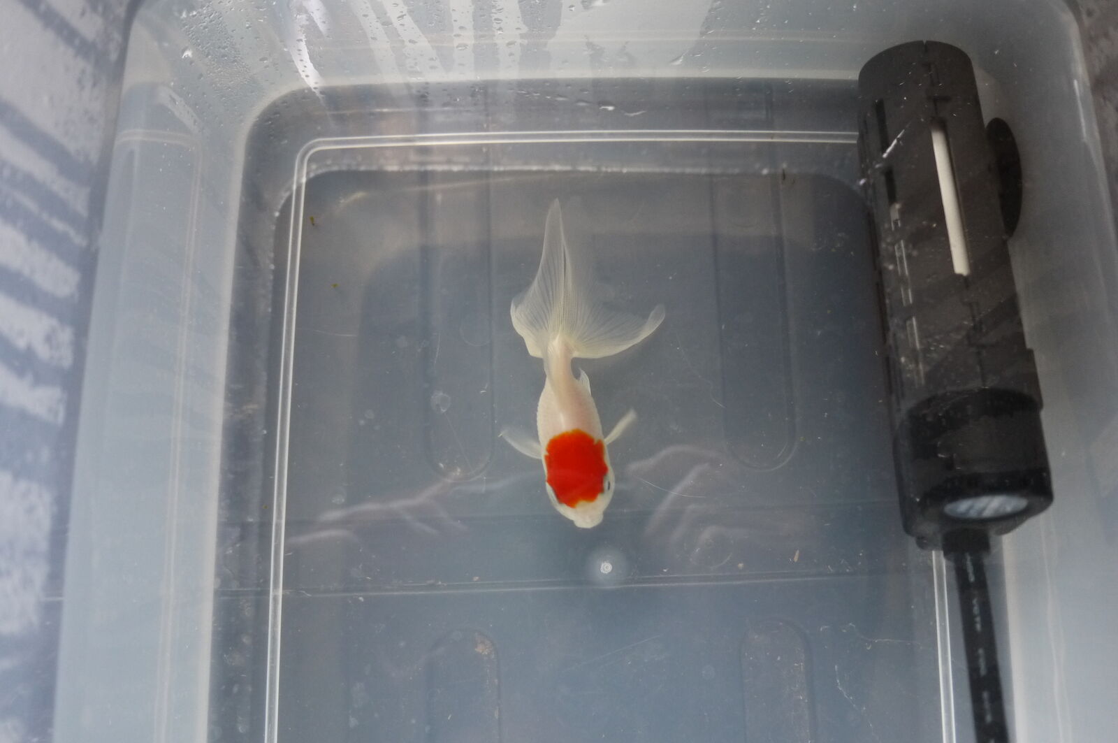 金魚の松かさ病治療とかトイプーララのこととか 彷徨う日記