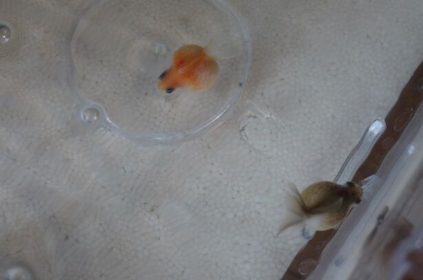 ピンポンパールの赤班病 ほぼ治る 彷徨う日記