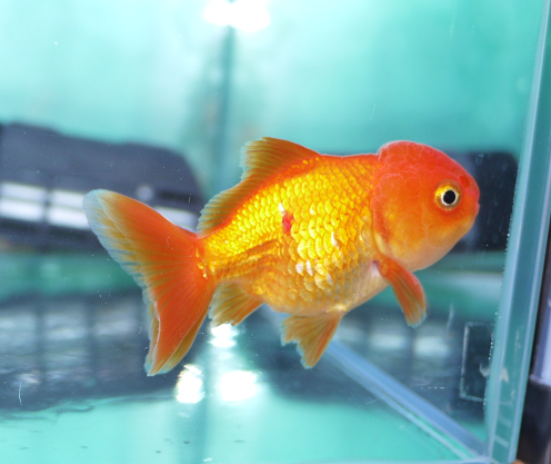 金魚の穴あき病 彷徨う日記 金魚の穴あき病 彷徨う日記