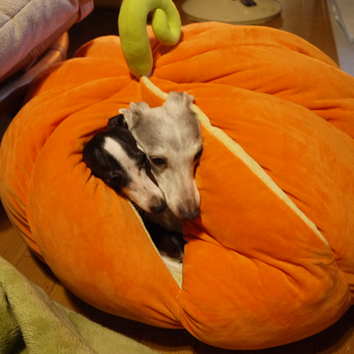 kabotya