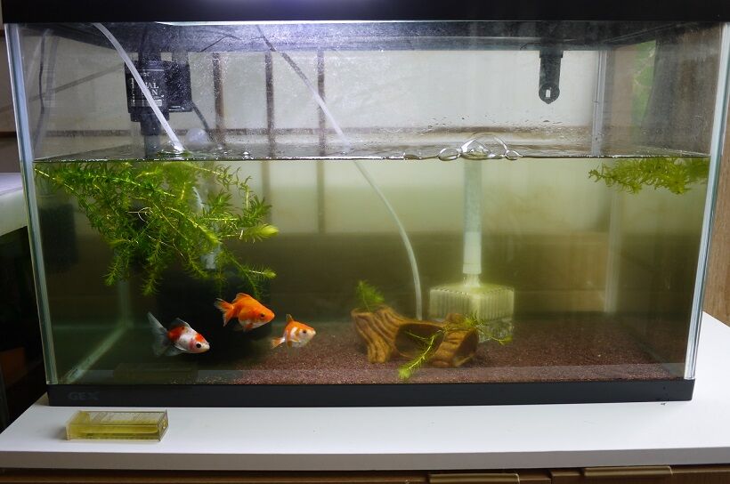 失神 自分 と 最近の金魚水槽 彷徨う日記 失神 自分 と 最近の金魚水槽 彷徨う日記