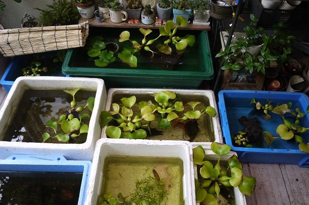 ホテイアオイが枯れる 彷徨う日記 ホテイアオイが枯れる 彷徨う日記