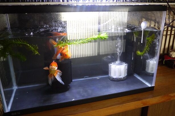 今年最後のお迎え 金魚 と 水作エイト導入 彷徨う日記