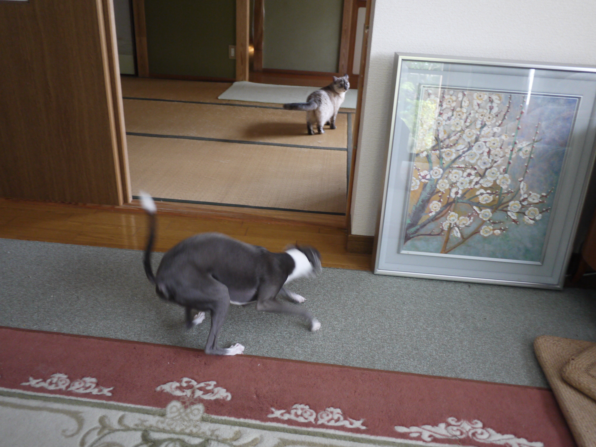 猫の桃 バルサンで通院その後 彷徨う日記