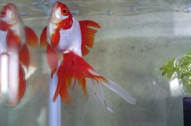 金魚のヒレ裂け事件 彷徨う日記