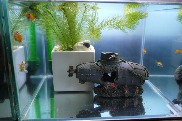 ジョン太の水槽だけ苔るわけ 彷徨う日記