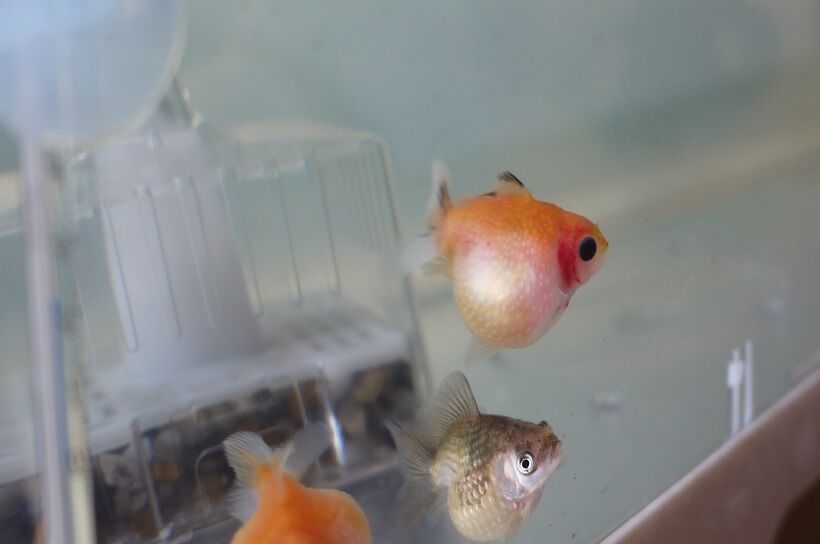 ピンポンパールに新たな病気が 彷徨う日記