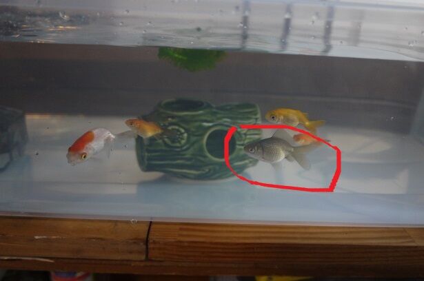金魚（当歳魚）を２歳組水槽に移動させた : 「彷徨う日記」