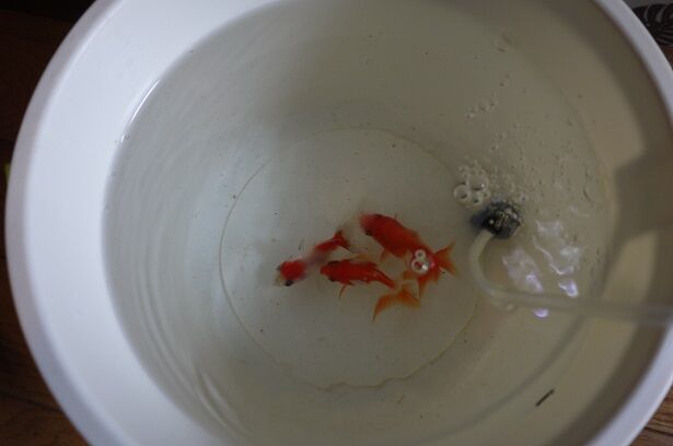 金魚飼育も外がいい 金魚だって外がいい 彷徨う日記 金魚飼育も外がいい 金魚だって外がいい 彷徨う日記