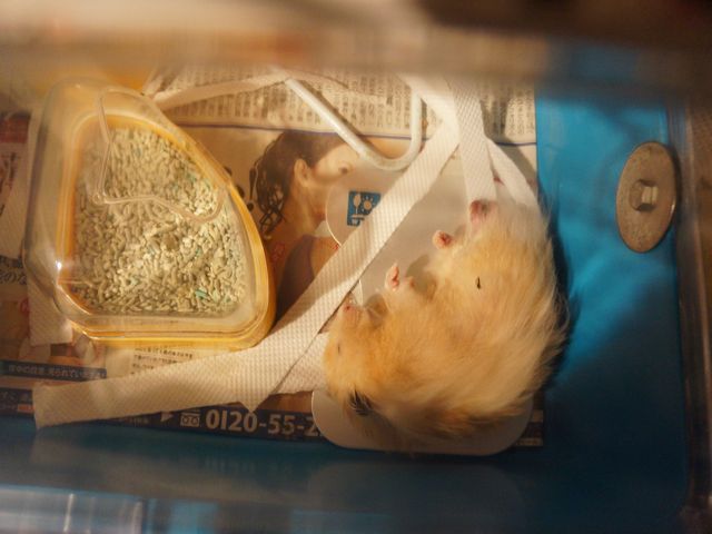 あの子が眠ってる まめログ