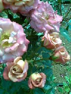274b4918.jpg