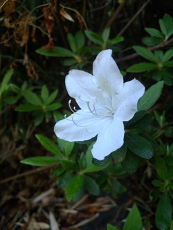 IMG_20180419_074355[1]