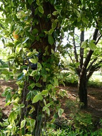 IMG_20180428_072318[1]