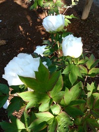 IMG_20180428_072507[1]