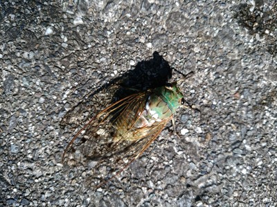 IMG_20180721_080335[1]