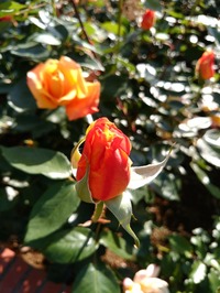 IMG_20180428_073507[1]