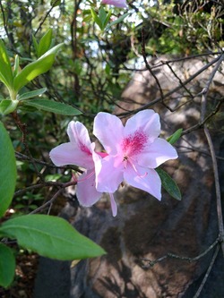 IMG_20180419_074507[1]