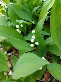 IMG_20180428_074150[1]