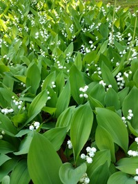 IMG_20180428_074152[1]