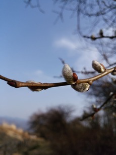 IMG_20180401_160015[1]