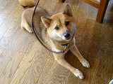 シェフごん