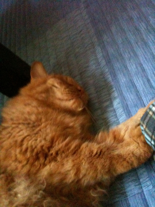 agpiZWViZWUyc2VlchULEgxJbWFnZUFuZFRleHQY5PbQAQw