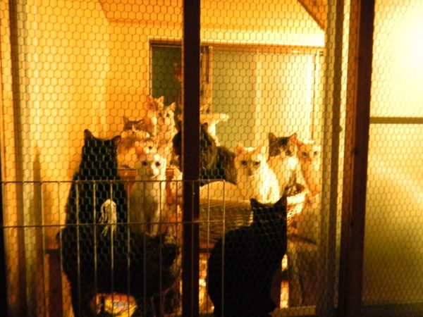 猫22匹と犬6匹