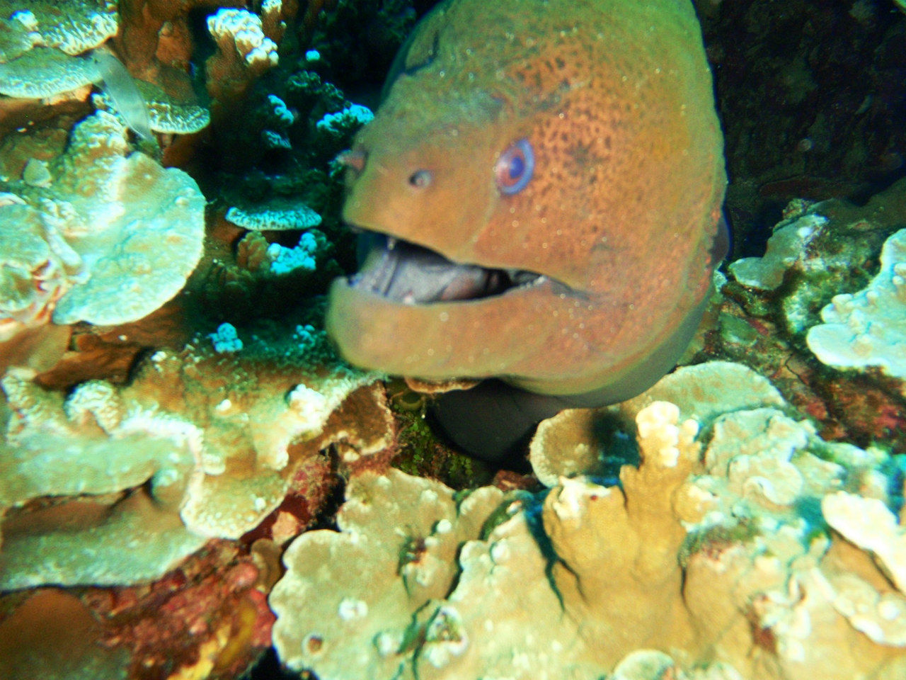 ダボハゼが海中写真貼ってみる - まめ速