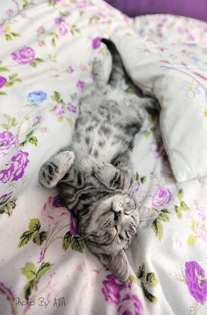 5163987420081229000935098_640-thumb-400x607-8894