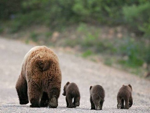 agpiZWViZWUyc2VlchULEgxJbWFnZUFuZFRleHQY1rLXAQw