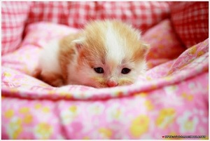 IMG_1879-thumb-400x268-8901